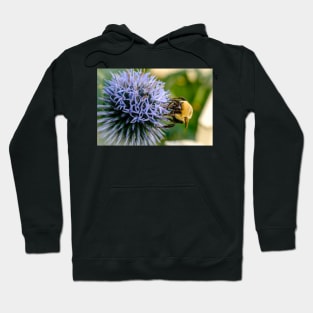 Small Globe Thistle With Bee 10 Hoodie